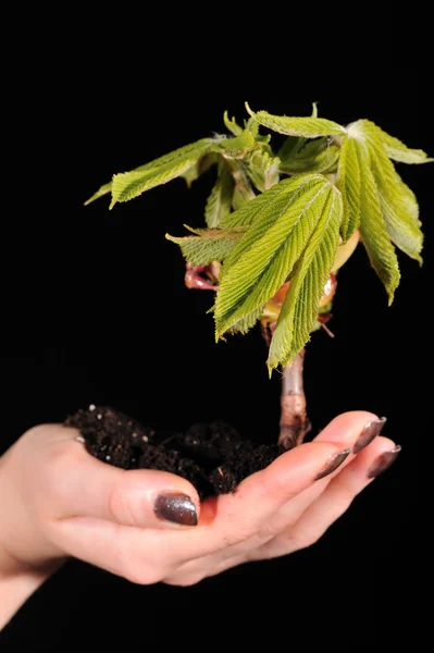 Hand mit Pflanze auf schwarzem Hintergrund — Stockfoto