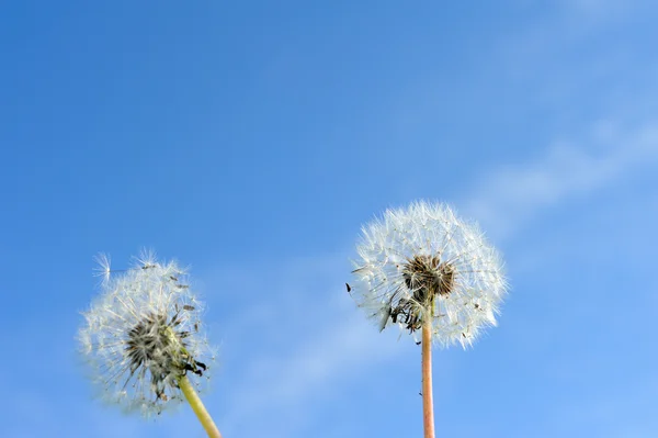 Dandelion on blue sky — Stock Photo, Image