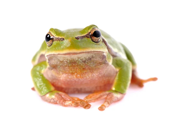 Tree frog isolated on white — Stock Photo, Image