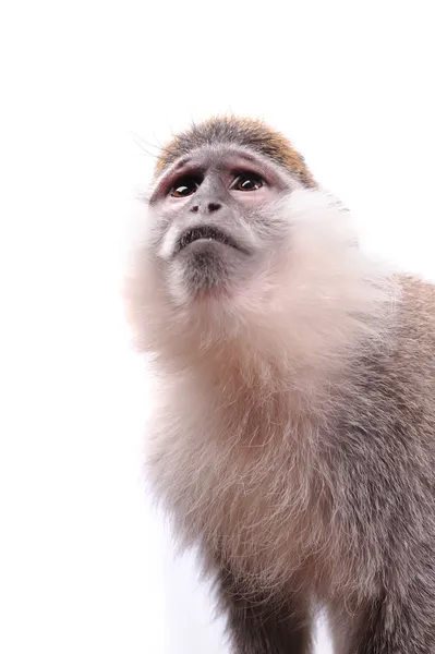 Vervet Monkey на белом фоне — стоковое фото