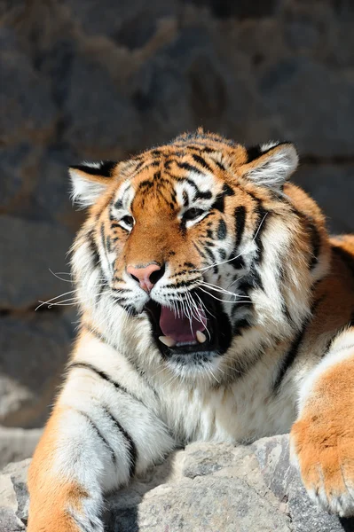 Tiger mit entblößten Reißzähnen — Stockfoto