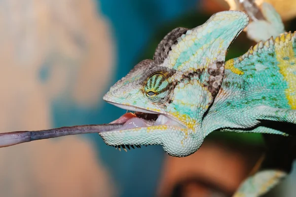 Eten chameleon — Stockfoto