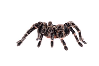 büyük örümcek tarantula