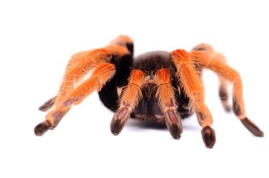 büyük örümcek tarantula