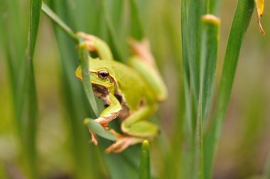 Closeup green tree frog