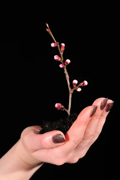 Növényi, elszigetelt fekete kéz — Stock Fotó