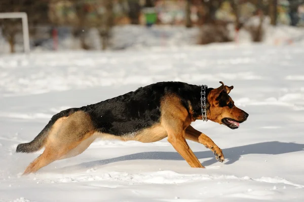 Running dog on the snow background — Stock Photo, Image