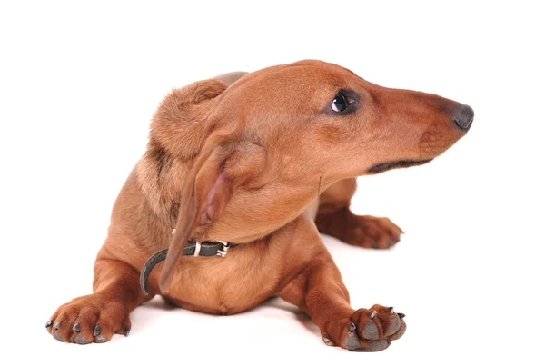 ダックスフント犬の肖像画 — ストック写真