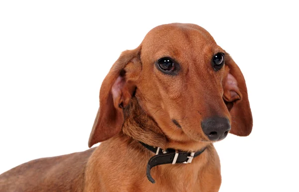 Portret psa jamnika — Zdjęcie stockowe