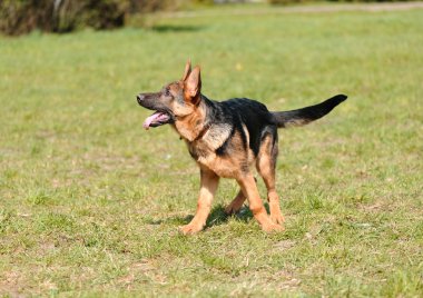 Alman çoban köpek çim