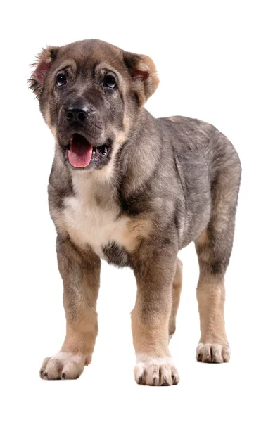 Yong puppy 3 months age. Asian Shepherd — Stock Photo, Image
