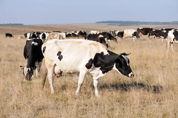 Cows on the pasture — Stock Photo, Image