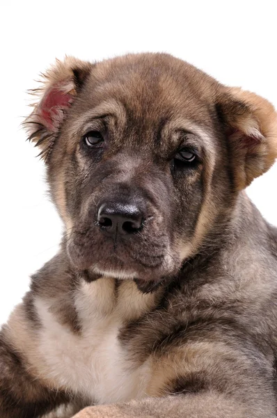 Young puppy 3 months age. Asian Shepherd — Stock Photo, Image