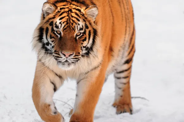 Tigre no fundo branco — Fotografia de Stock