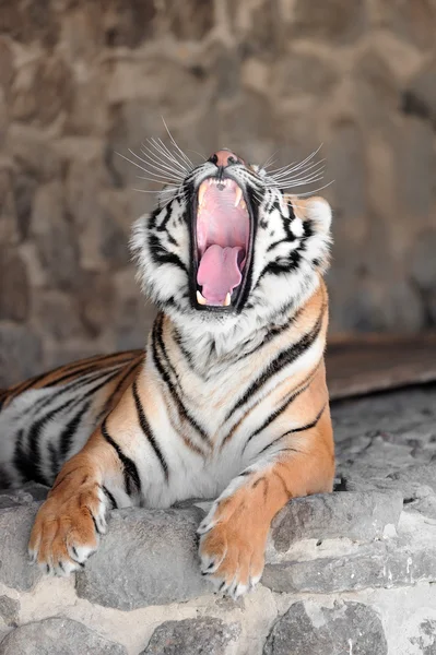 Tigre com presas desnudadas — Fotografia de Stock