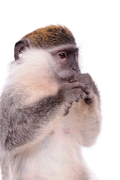 Scimmia di Vervet sullo sfondo bianco — Foto Stock