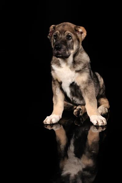 龍子犬3ヶ月。アジアの羊飼い — ストック写真