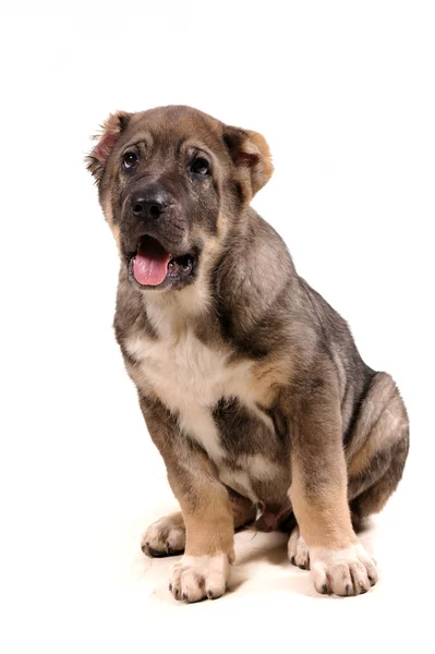 Yong puppy 3 months age. Asian Shepherd — Stock Photo, Image