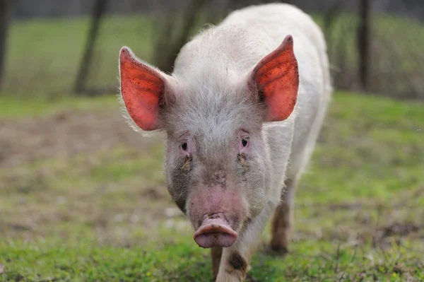 Running Pig — Stock Photo, Image