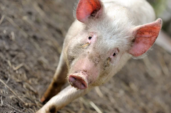 Бегущая свинья — стоковое фото