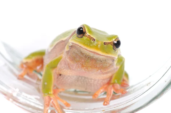 Closeup green tree frog — Stok fotoğraf