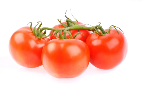 Bonitos tomates aislados brillantes en el blanco —  Fotos de Stock