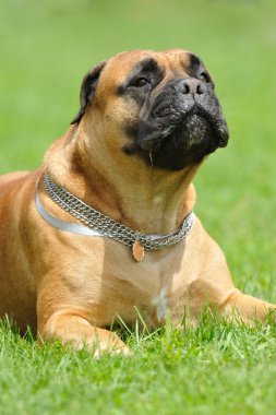 Bullmastiff clipart