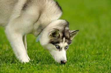 Siberian Husky clipart