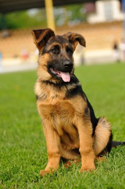 German Shepherd clipart