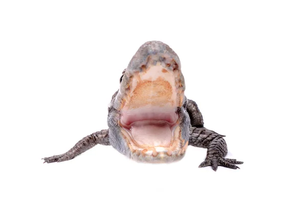 Агрессивный аллигатор на белом фоне — стоковое фото