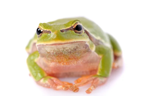 在白色背景上孤立的特写绿色树蛙 — 图库照片