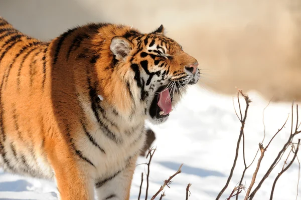 Bared agyarak a tigris — Stock Fotó