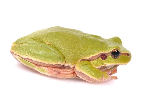 Крупним планом зелена деревна жаба ізольована на білому тлі — стокове фото