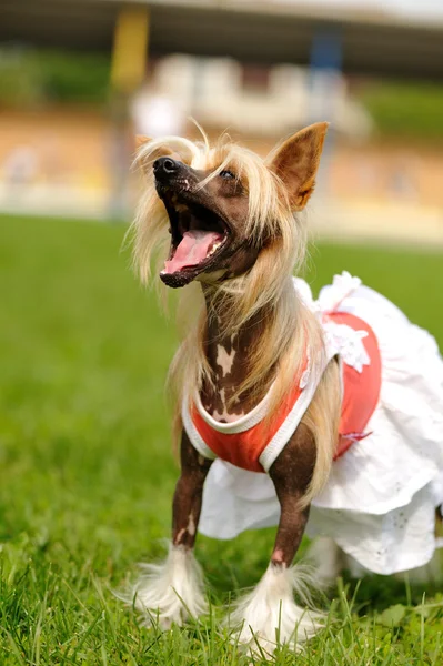 stock image Chinese Crested Dog