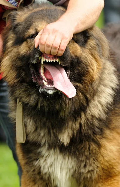 Злая собака с обнаженными зубами — стоковое фото