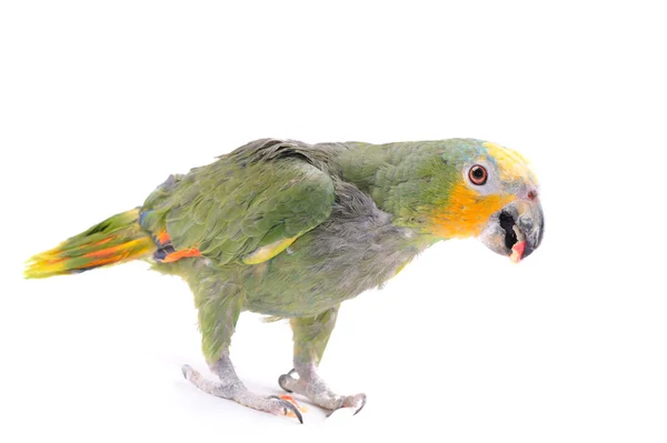 Papagaio isolado no fundo branco — Fotografia de Stock