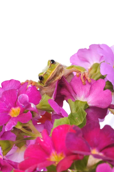 Green tree frog on the flowers — Stock Photo, Image