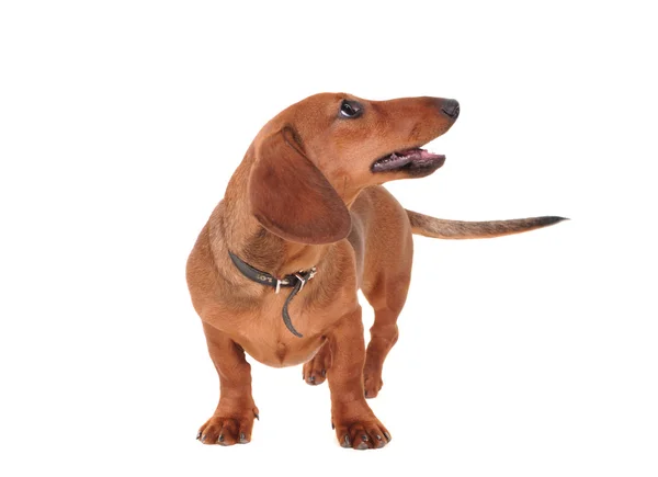 Retrato do cão dachshund isolado em branco — Fotografia de Stock