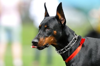 doberman pinscher köpek