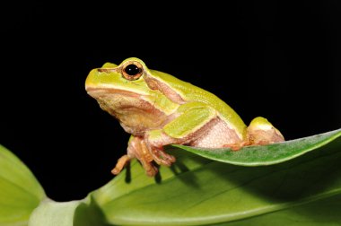 Closeup green tree frog