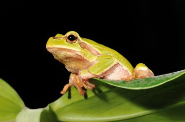 Closeup green tree frog clipart