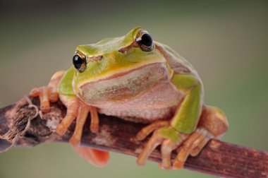 Closeup green tree frog isolated on white background clipart