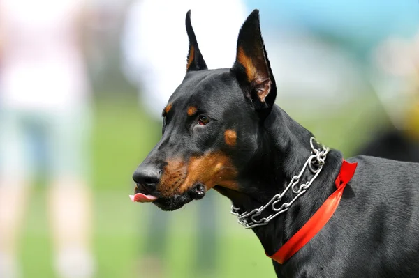 ドーベルマン犬 — ストック写真