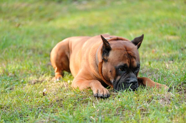Cão Boxer — Fotografia de Stock