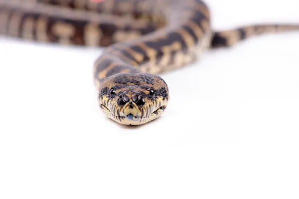stock image Boa cobstrictor