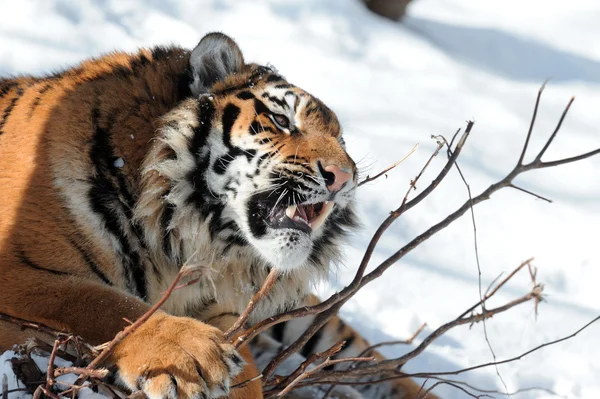 Tiger med bared huggtänder — Stockfoto