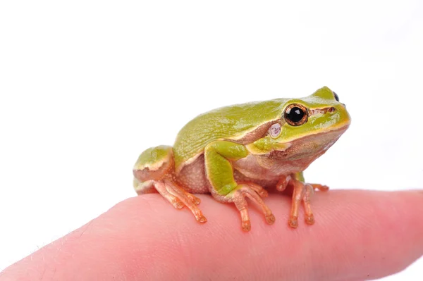 Üstünde parmak portre yeşil ağaç kurbağası — Stok fotoğraf