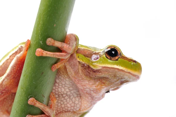Beyaz arka plan üzerinde izole kapatmak yeşil ağaç kurbağası — Stok fotoğraf