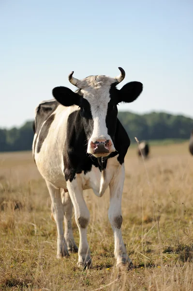牛在草地上 — 图库照片