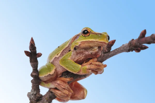 Closeup green tree frog isolated on white background — Stock Photo, Image